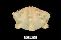 藏品(鱗硨磲蛤)的圖片